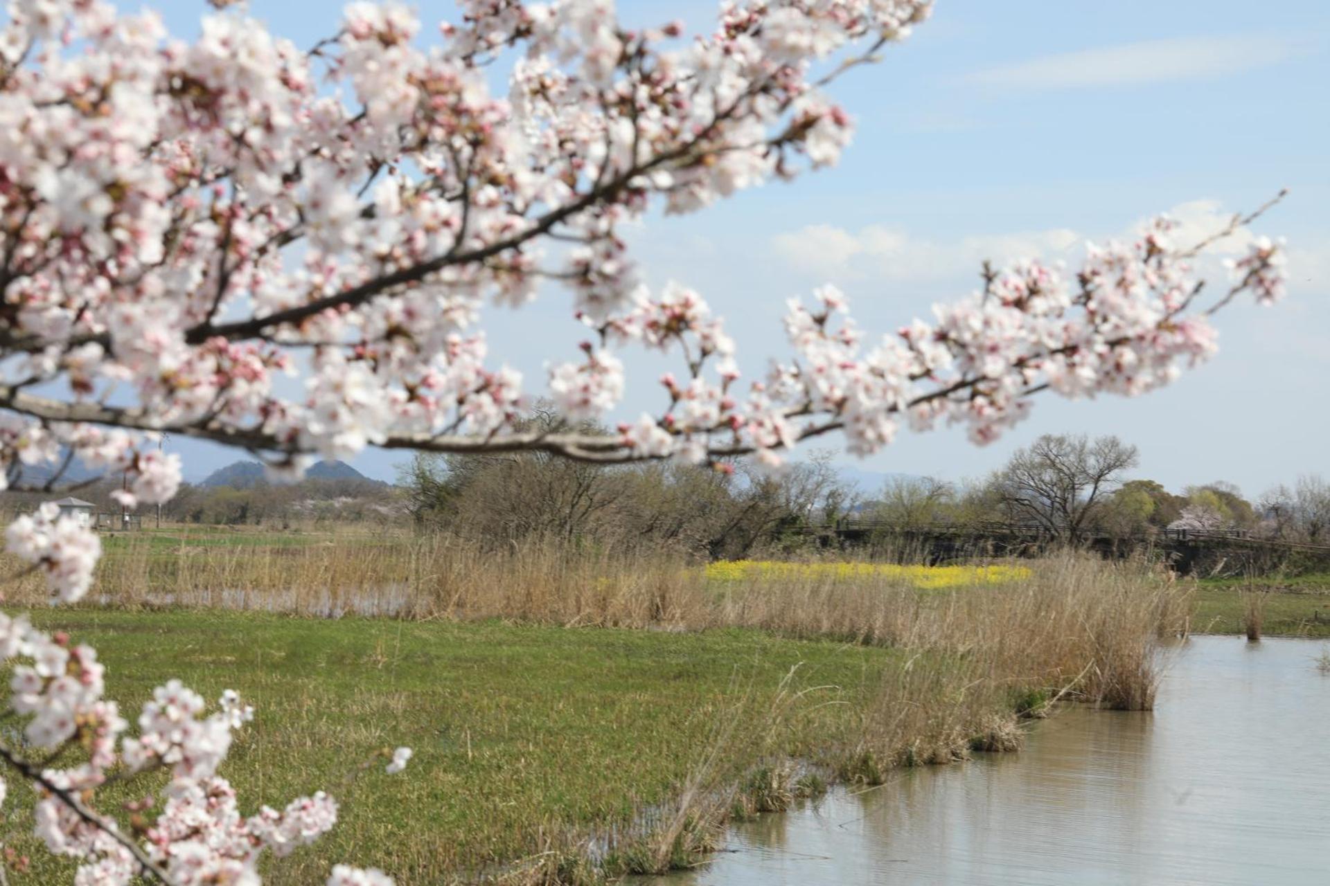 ゲストハウス桜 Guest House Sakura 便利な立地 貸し切り Омі-Хачіман Екстер'єр фото