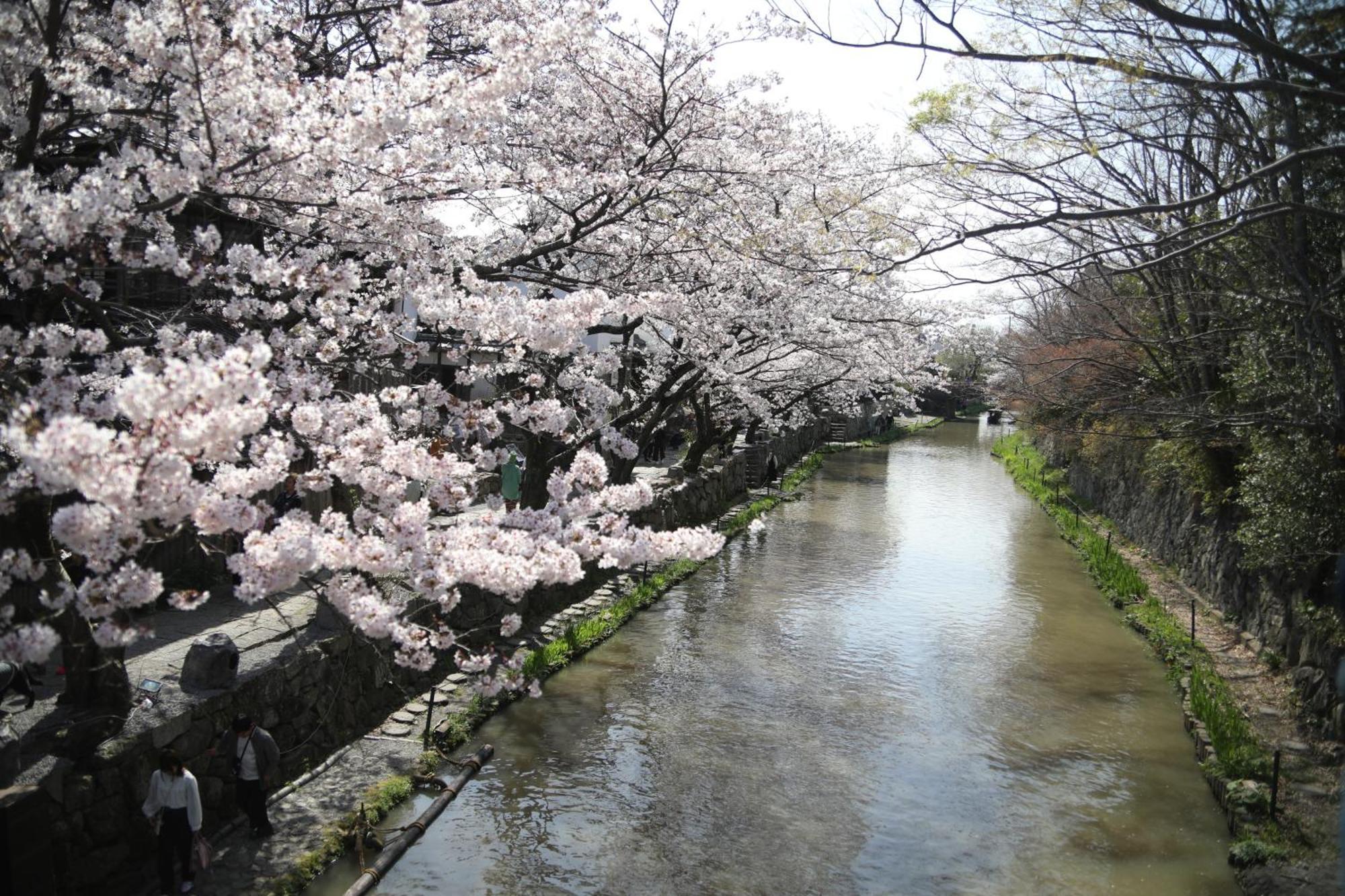 ゲストハウス桜 Guest House Sakura 便利な立地 貸し切り Омі-Хачіман Екстер'єр фото